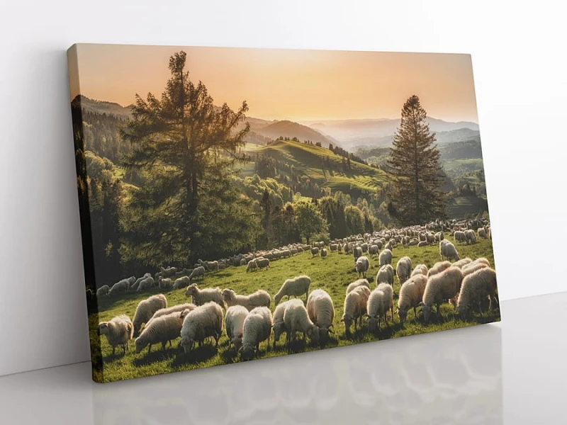 OBRAZ NA PŁÓTNIE Tatry, podhalańskie owce wz3