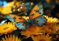 wytwory_motyl.jpg