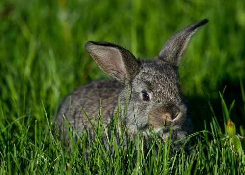 wytwory_zwierzeta58.jpg