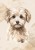 wytwory_obraz_puppies_3_50x70.jpg