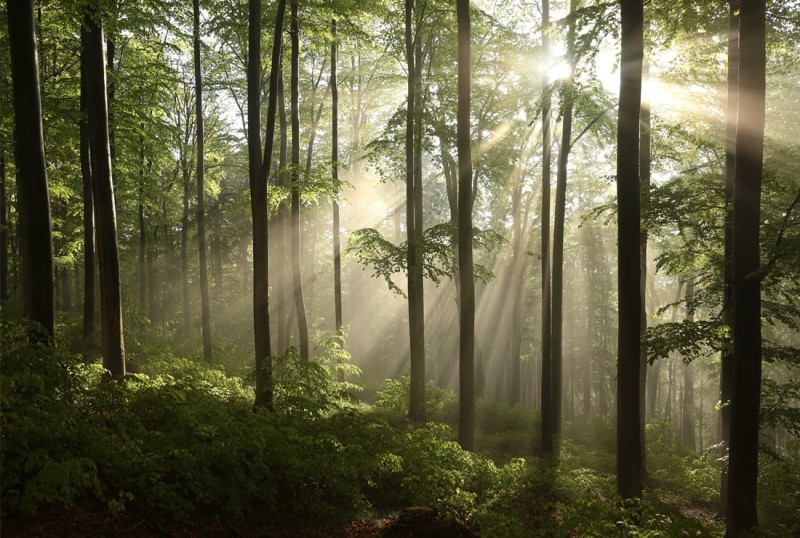 FOTOTAPETA leśna aura - NA WYMIAR