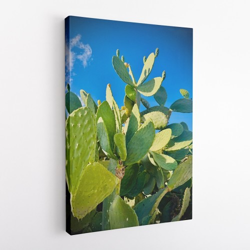 OBRAZ NA PŁÓTNIE Malta - maltańskie kaktusy wz1