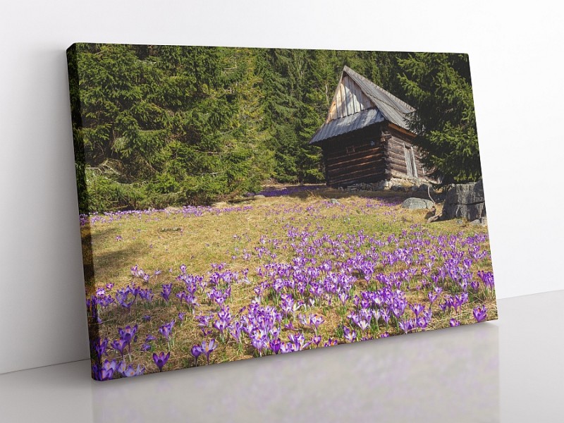 OBRAZ NA PŁÓTNIE Tatry, krokusy na Polanie Chochołowskiej wz2