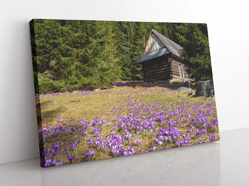 OBRAZ NA PŁÓTNIE Tatry, krokusy na Polanie Chochołowskiej wz2