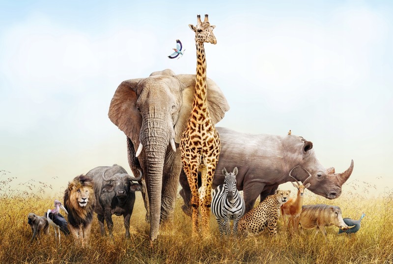 FOTOTAPETA zwierzęta dżungla safari - NA WYMIAR