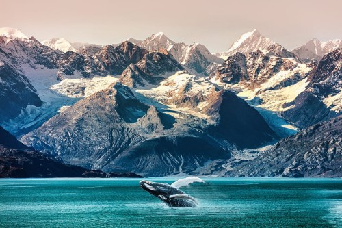 wytwory_islandia_wieloryby_wzor.jpg