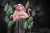 flamingo_mini.jpg